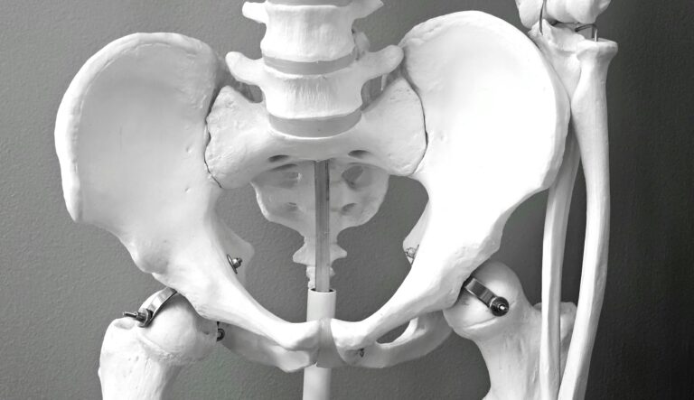 Close-up of pelvic and hip joints on skeleton model